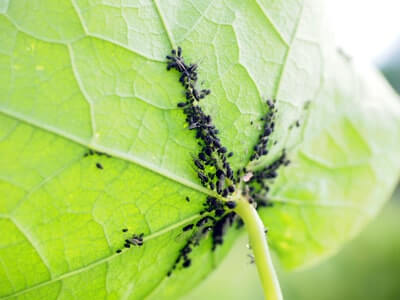 How to Get Rid of Aphids Bugs in Garden Soil