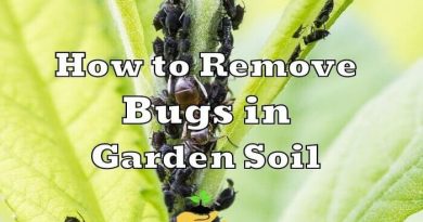 How to Get Rid of Bugs in Garden Soil