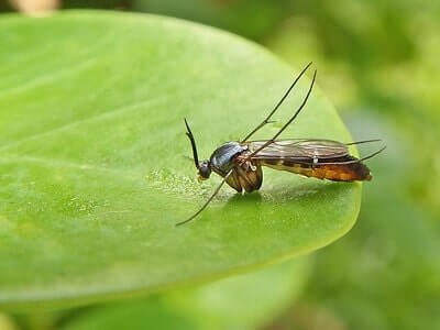 How to Get Rid of Fungus gnats Bugs in Garden Soil 