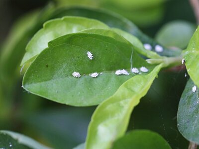 How to remove Mealybugs in Garden Soil