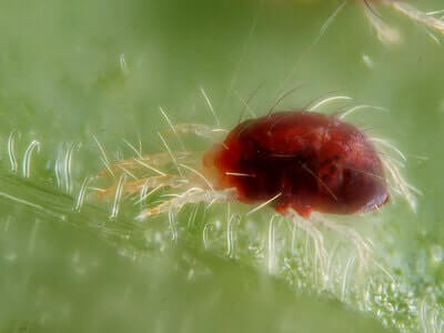 How to Get Rid of Spider Mites in Garden Soil 