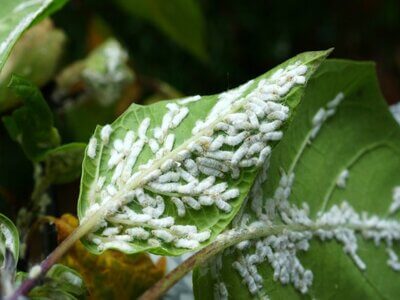 Whitefly Bugs