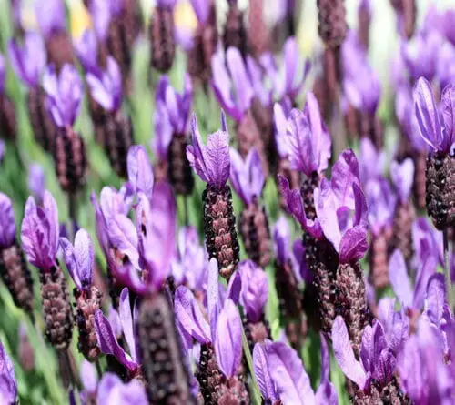 Lavandula stoechas (French Lavander)