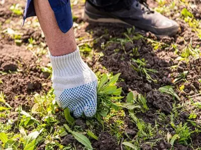 How to Clear a Garden Full of Weeds by digging