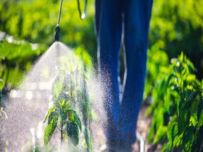 How to Clear a Garden Full of Weeds with Herbicides