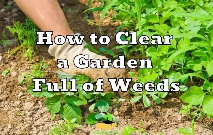 How to Clear a Garden Full of Weeds