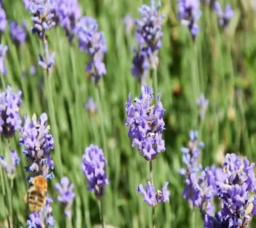 Lavandula latifolia (Portuguese Lavender)