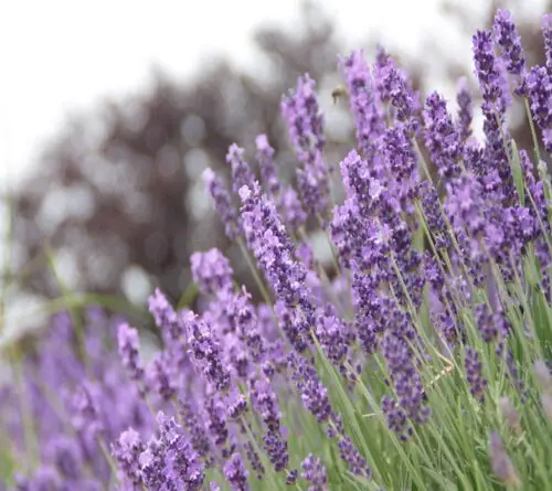 Lavandula angustifolia (English Lavander)