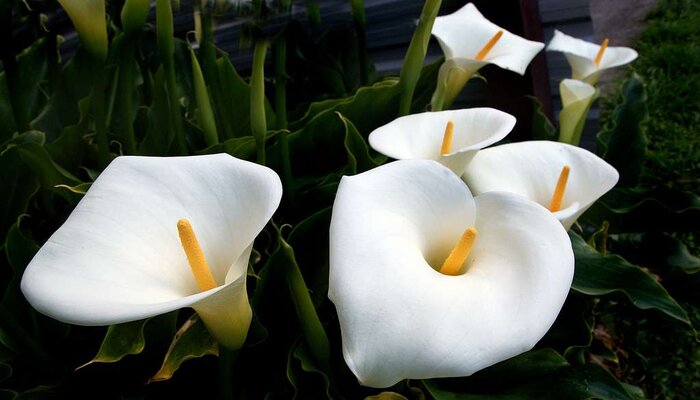 Calla Lily Italian flowers