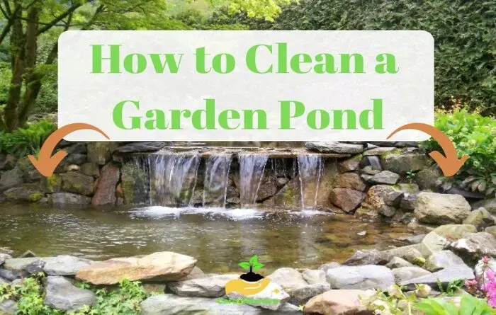 How to Clean a Garden Pond
