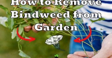 How to Remove Bindweed from Garden