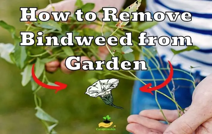 How to Remove Bindweed from Garden