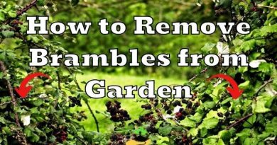 How to Remove Brambles Weeds from Garden