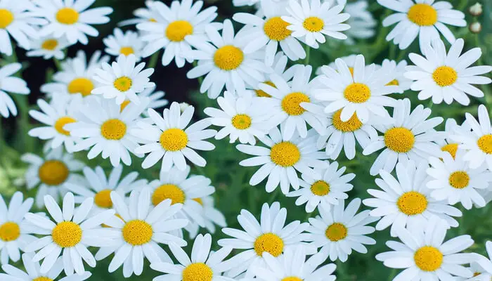 Italian Daisies