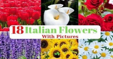Italian Flowers Types