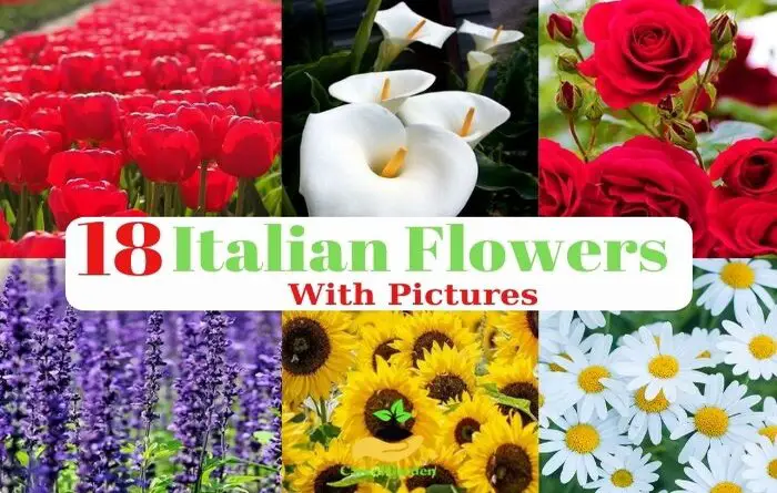 Italian Flowers Types