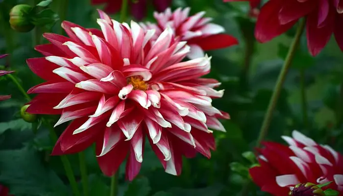 chrysanthemum flower