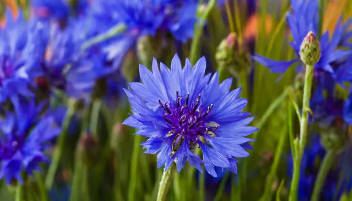 Italian cornflowers