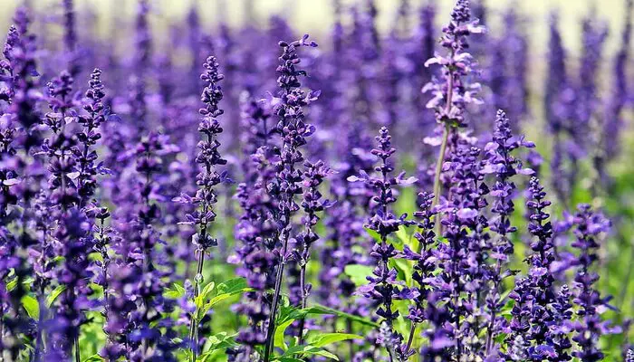 Lavender flowers