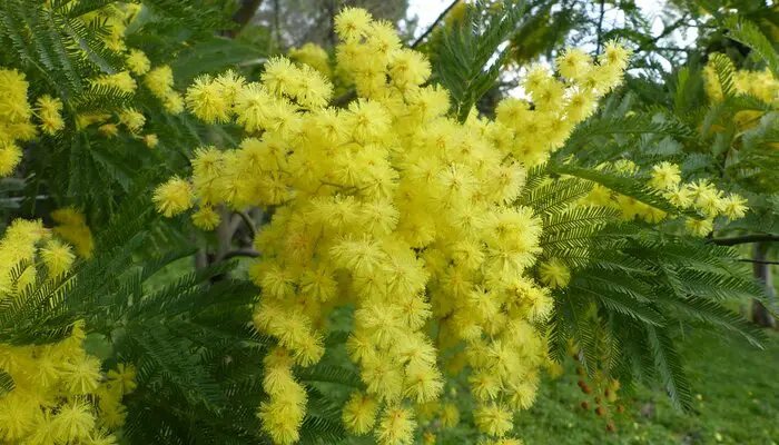 Italian mimosa flowers