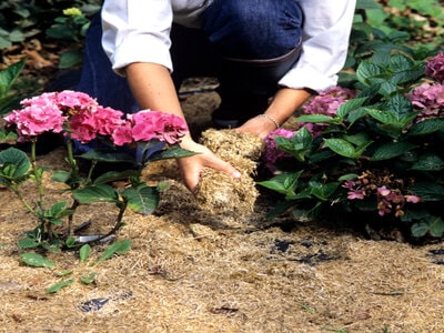 Remove bindweed from garden using Mulching material