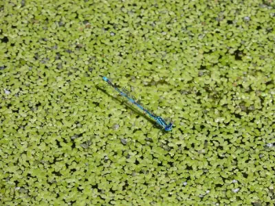 Remove string algae from the garden pond
