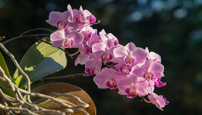 Italian-orchid-flowers
