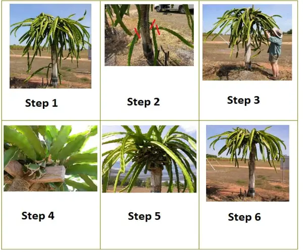 how to prune dragon fruit