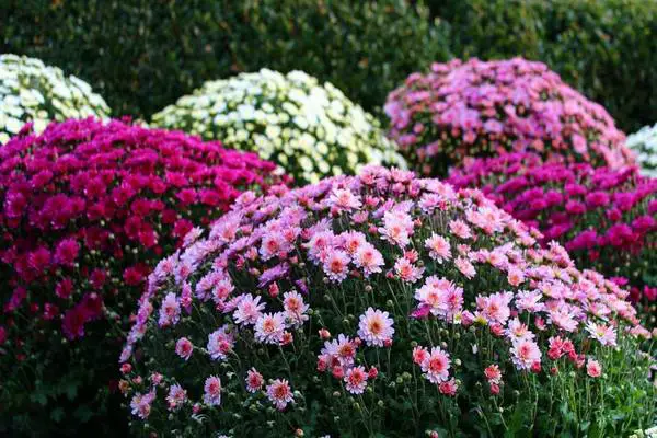 French Chrysanthemum