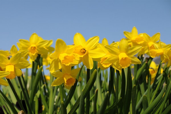 French daffodil flower