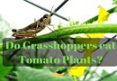 Do Grasshoppers eat Tomato Plants