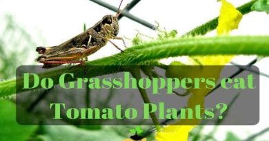 Do Grasshoppers eat Tomato Plants