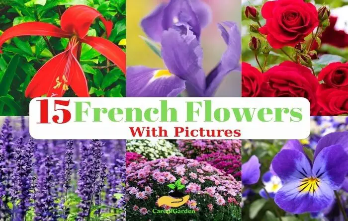 French Flowers