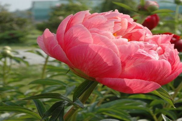  French Peony Flower