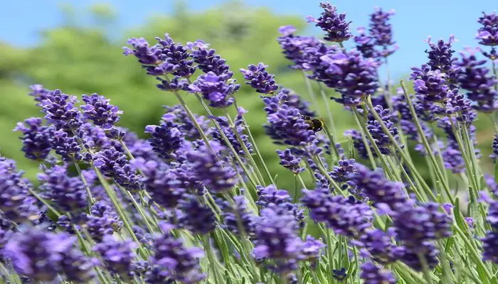 Provence French lavender