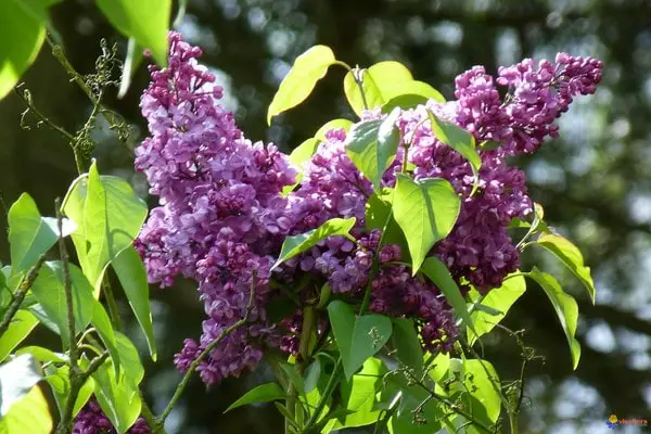 French Lilac