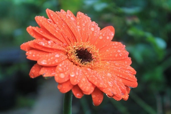 French gerbera