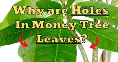 Holes in Money Tree Leaves