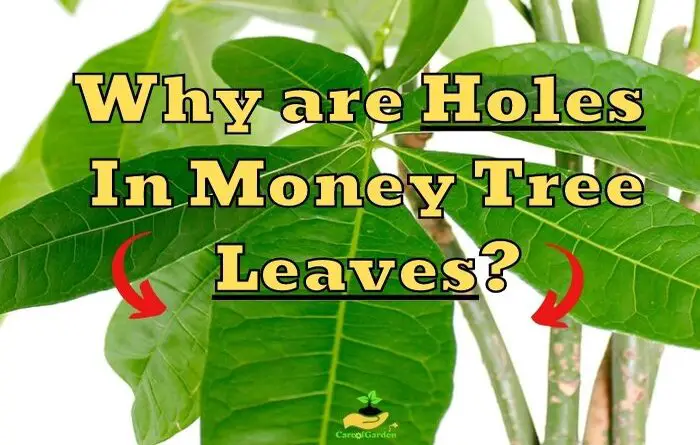 Holes in Money Tree Leaves