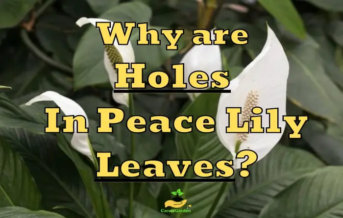 Holes in Peace Lily Leaves