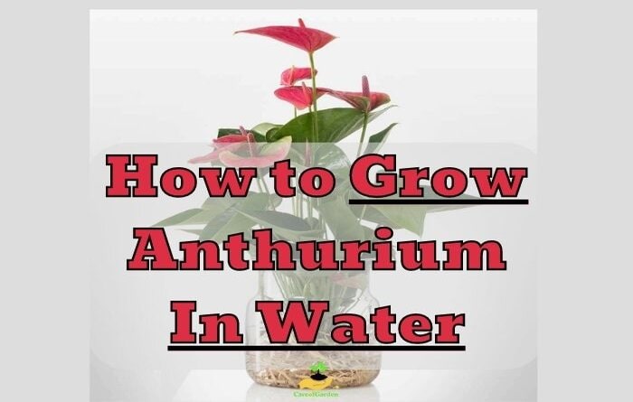 How to Grow Anthurium in Water