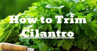 How to Trim Cilantro