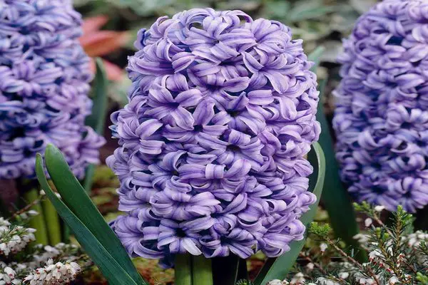 Hyacinth