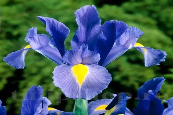 French Iris Flower