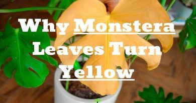 Monstera Leaves Turn Yellow