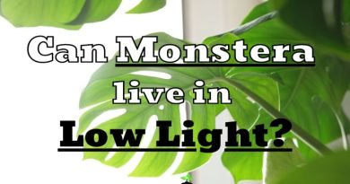 Monstera Live In Low Light