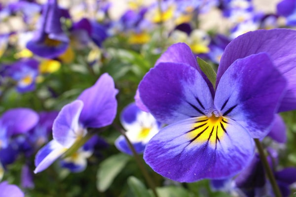 Pansy flower