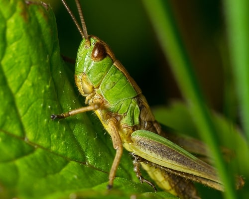 Grasshoppers eating Tomato Plants