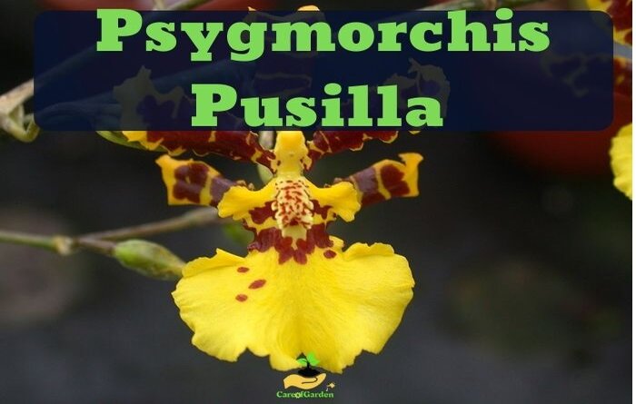 Psygmorchis Pusilla