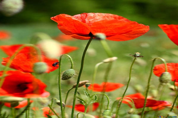 Red Poppy Flower